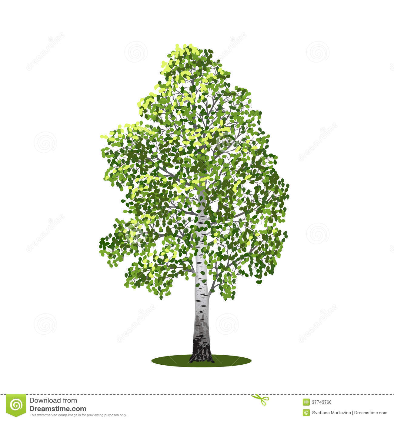 Detached Tree Birch With Leaves Vector Illustrati Royalty Free Stock
