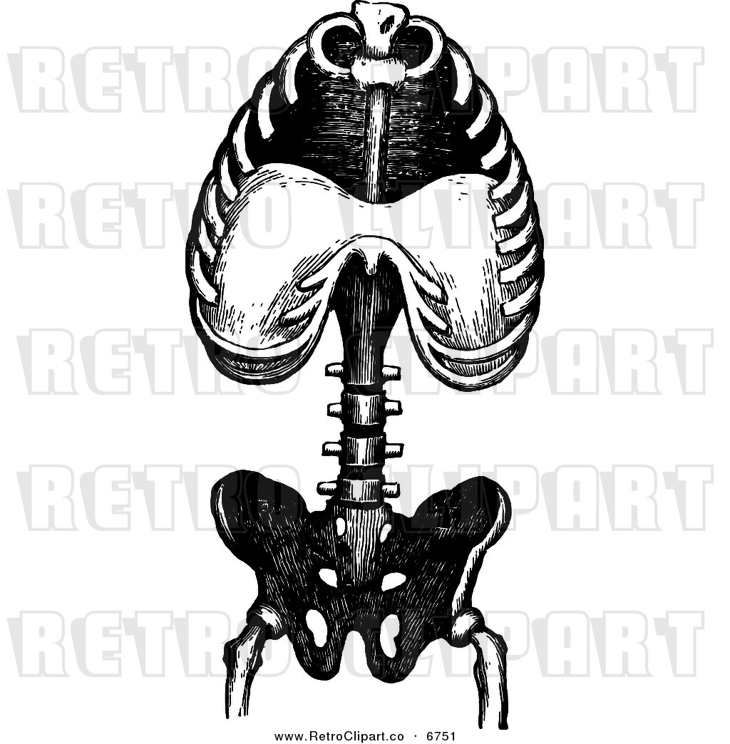 Preview  Vector Clipart Of Retro Black And White Human Anatomy Torso