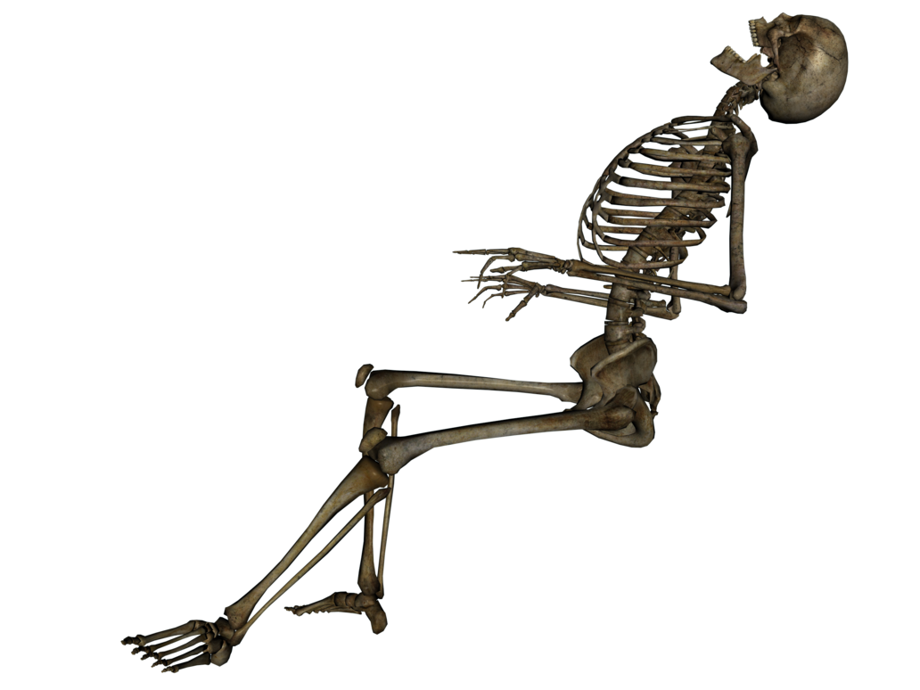 Skeleton Png Image   Skeleton Png Image