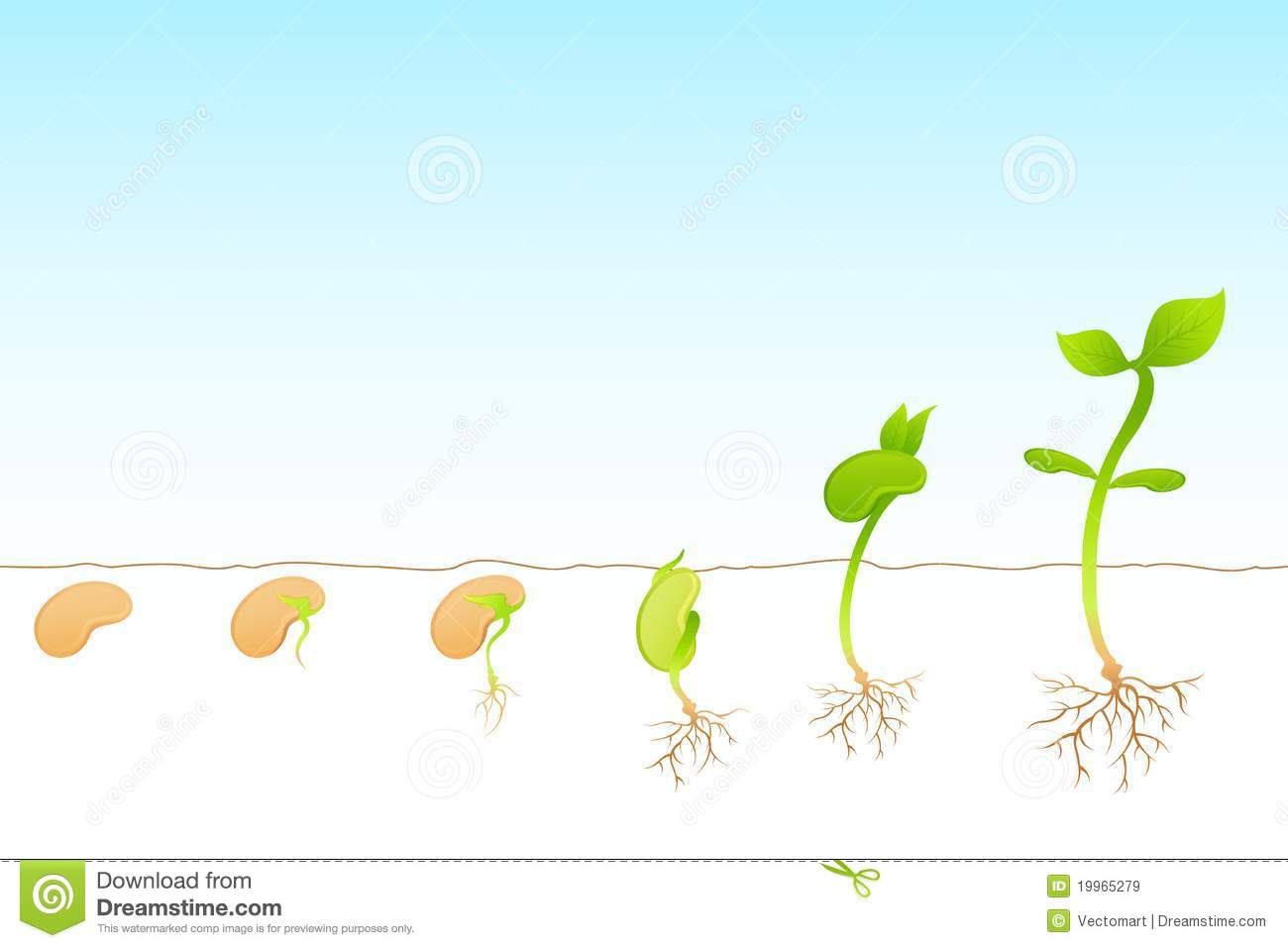Plant Growth Royalty Free Stock Images   Image  19965279