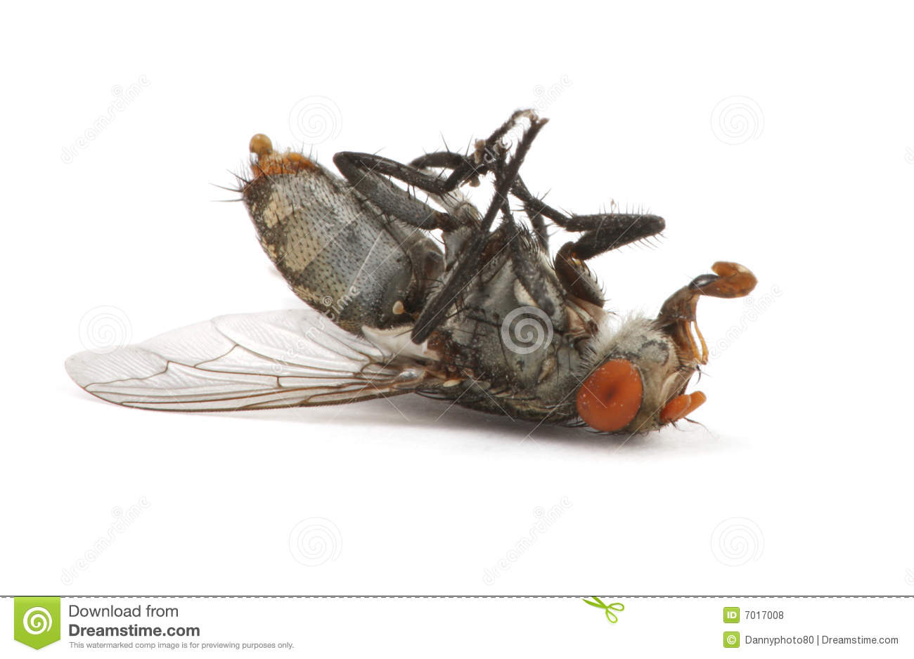 Dead Fly Royalty Free Stock Photos   Image  7017008