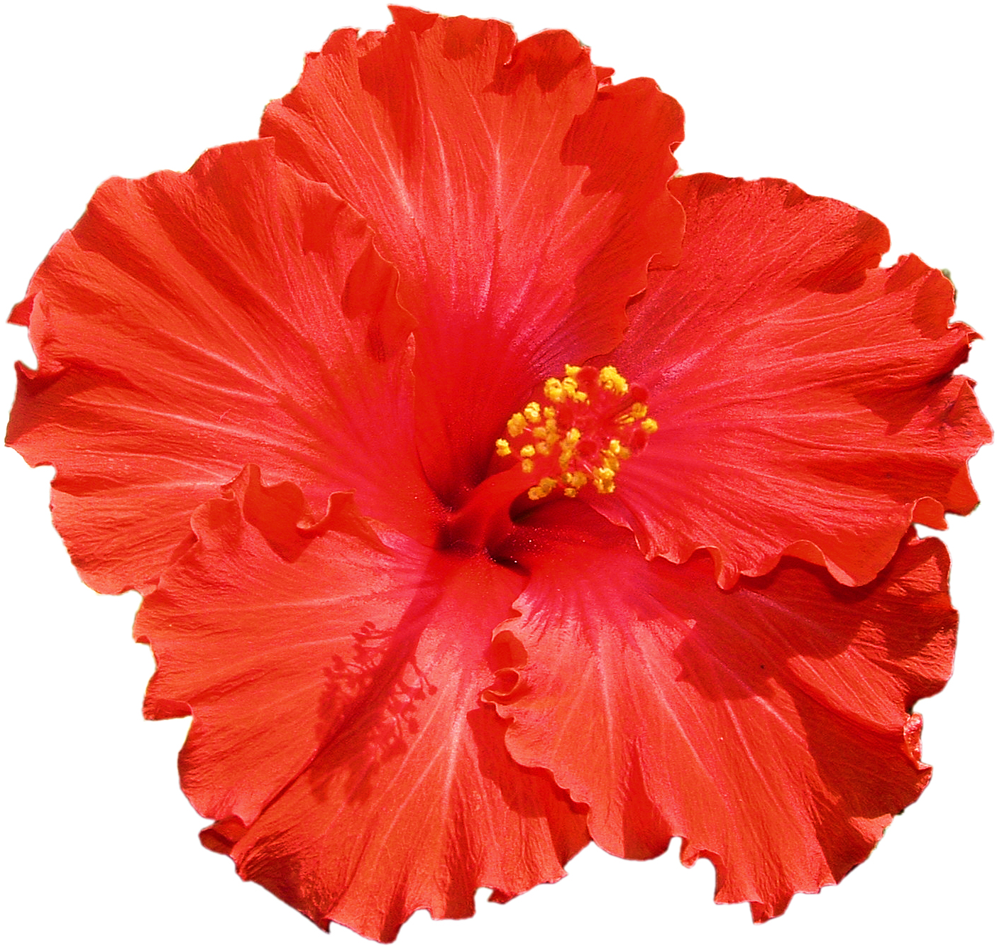 Hibiscus   Free Images At Clker Com   Vector Clip Art Online Royalty