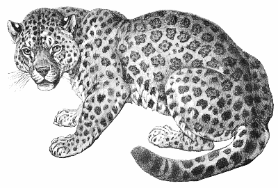 Search Terms  Black And White Bw Carnivore Coloring Page Jaguar