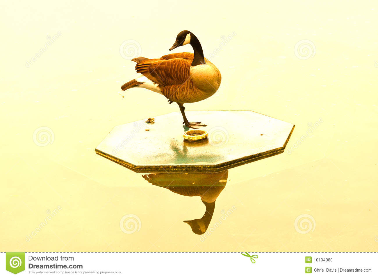 Golden Goose Stock Photo   Image  10104080