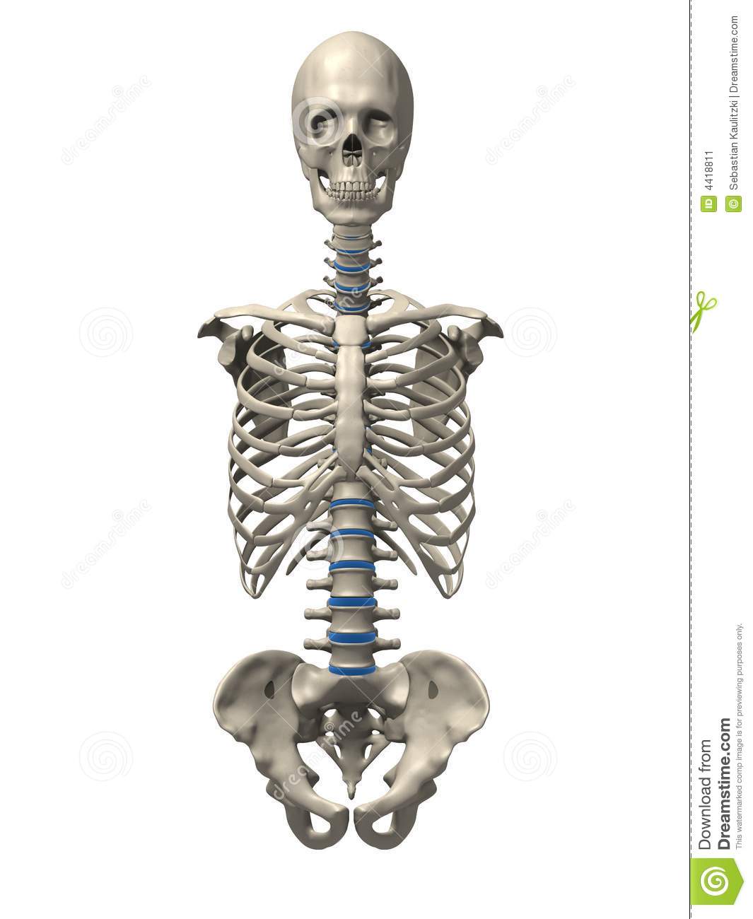 Rendered Anatomy Illustration Of A Human Skeletal Torso   Front Side