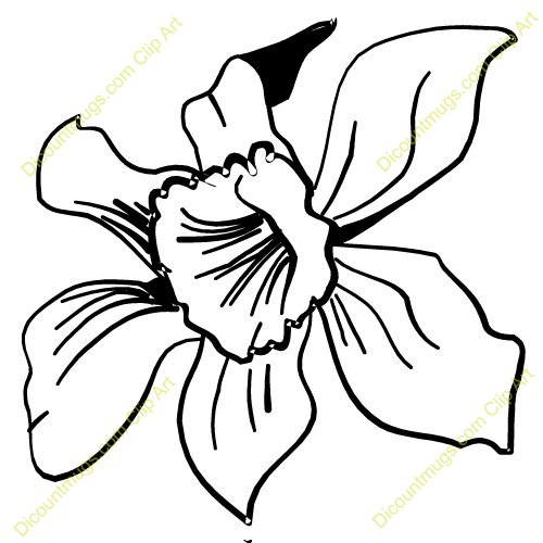 There Is 18 Rose Bud Outline   Free Cliparts All Used For Free