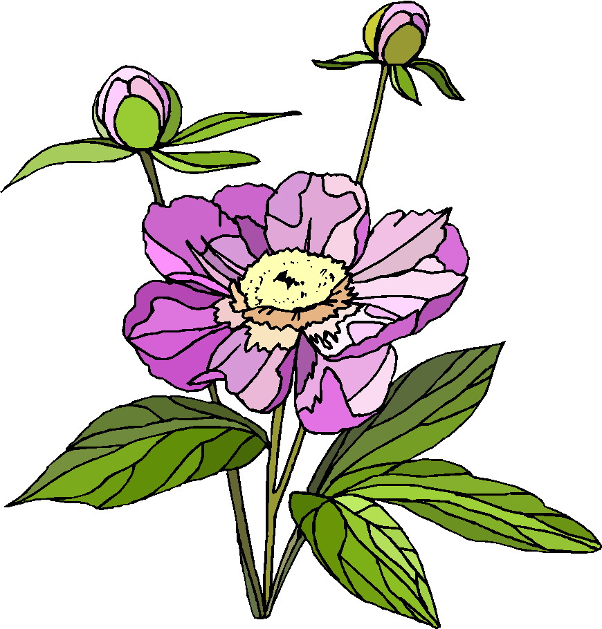 Plant Clipart Gallery2