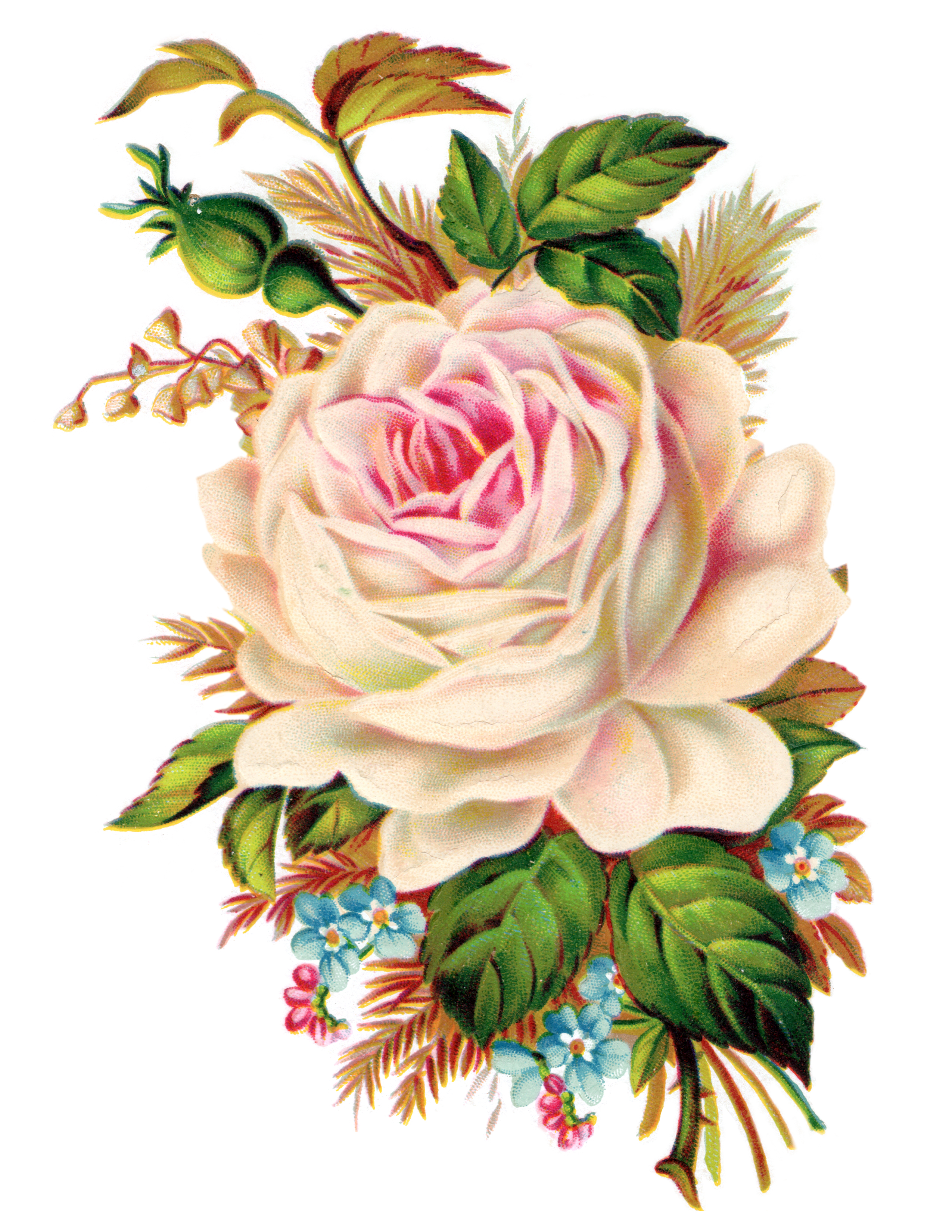 Clip Art  Royalty Free Gorgeous Vintage Rose Image   Free Pretty
