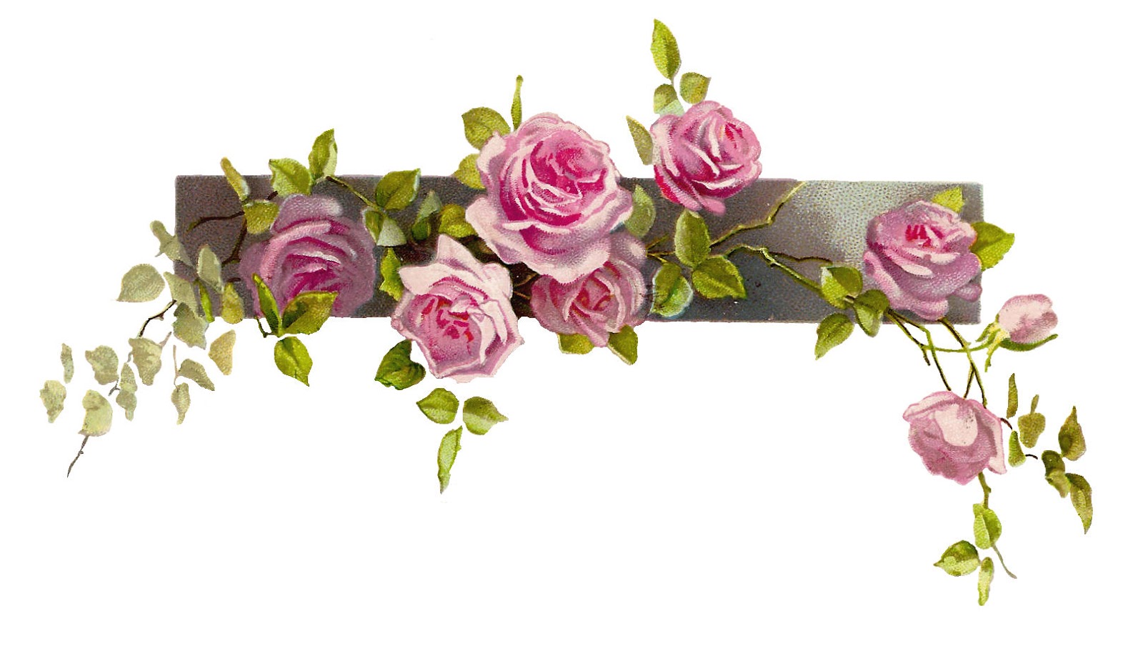 Free Flower Graphic  Vintage Pink Rose Clip Art Branch And Leaves