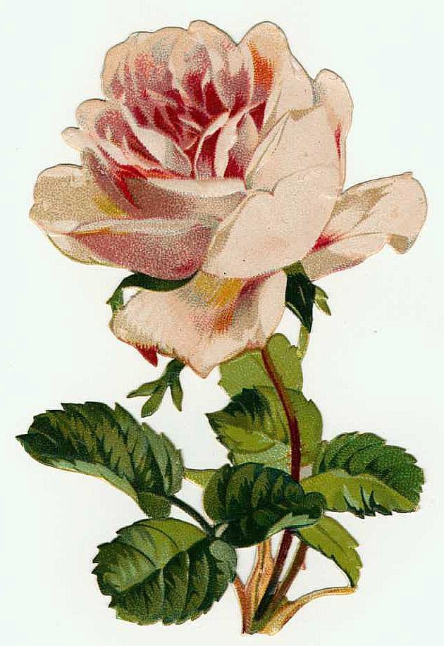 Pink Vintage Rose Clip Art