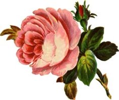 Vintage Rose Clip Art Vintage Rose Decoupage