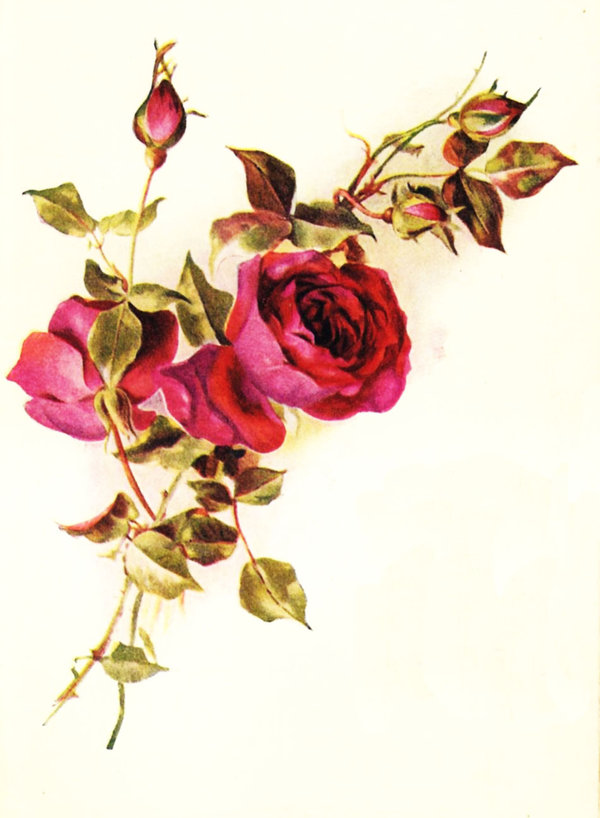 Vintage Roses Red By Jinifur On Deviantart
