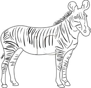 Black And White Adult Zebra   Royalty Free Clipart Picture