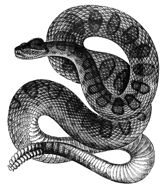Clip Art Rattle Snake Rattle Snake