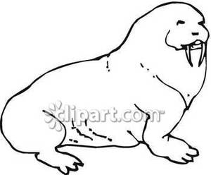 Walrus Clipart Black And White Black And White Walrus With Short Tusks