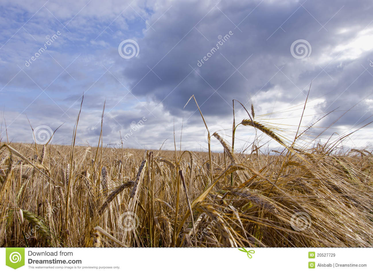 Barley Field Waiting Harvest Royalty Free Stock Images   Image