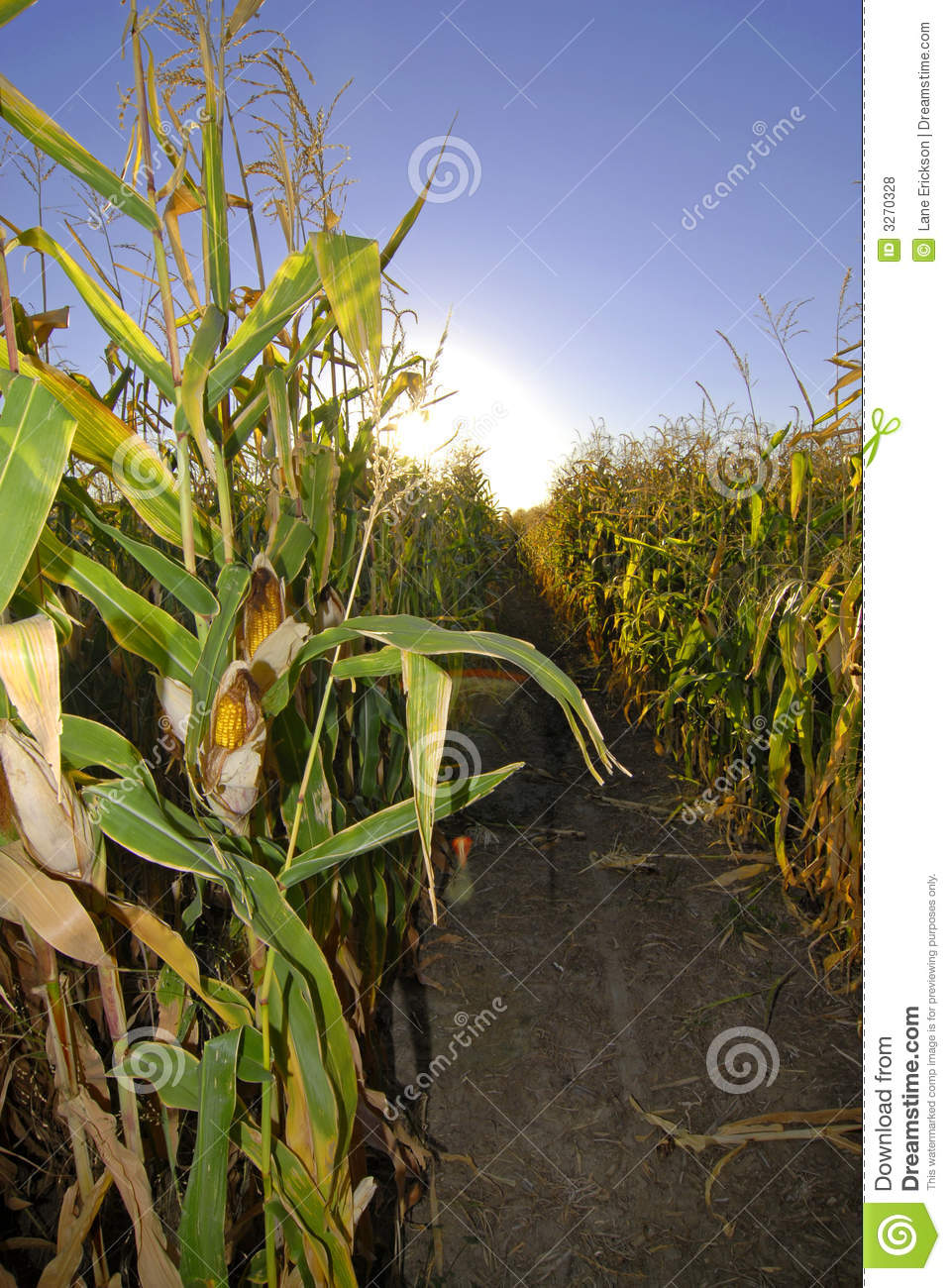 Harvest Corn Field Royalty Free Stock Photos   Image  3270328