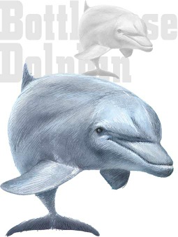 Bottlenose Dolphin Clipart Graphics  Free Clip Art