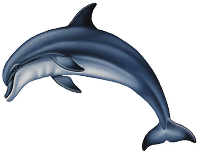 Bottlenose Dolphin Drawing Wallpaper Bottlenose Dolphin By Lool705