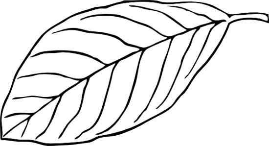 Clipart Leaves Black And White Black And White Leaf Clip Artleaf Clip