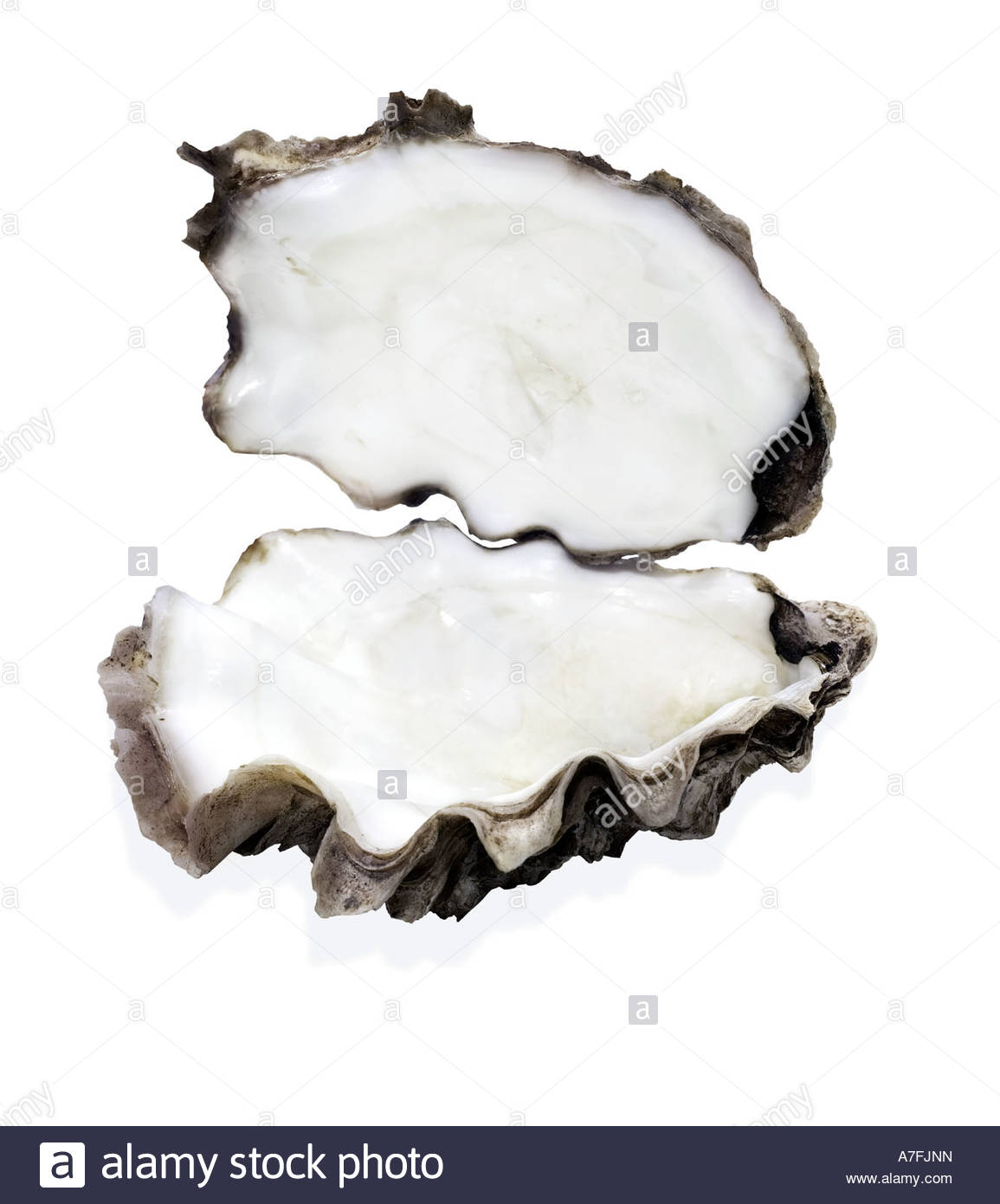 Stock Photo Oyster Oyster Shell Open Oyster Shell Without Pearl