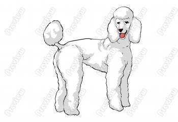 Standard Poodle Dog Character Clip Art   Royalty Free Clipart