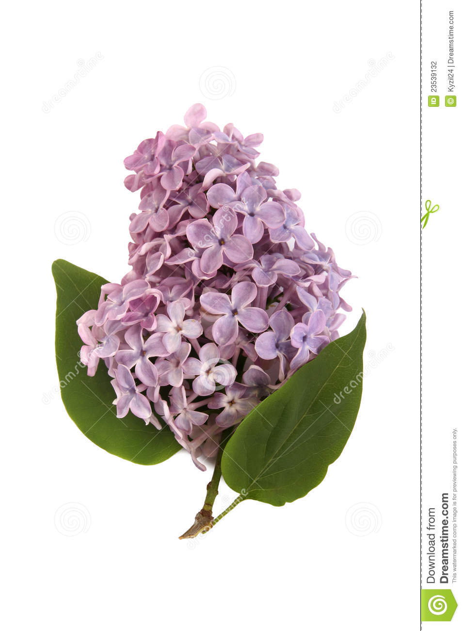Beautiful Blooming Lilac Branch On White Background
