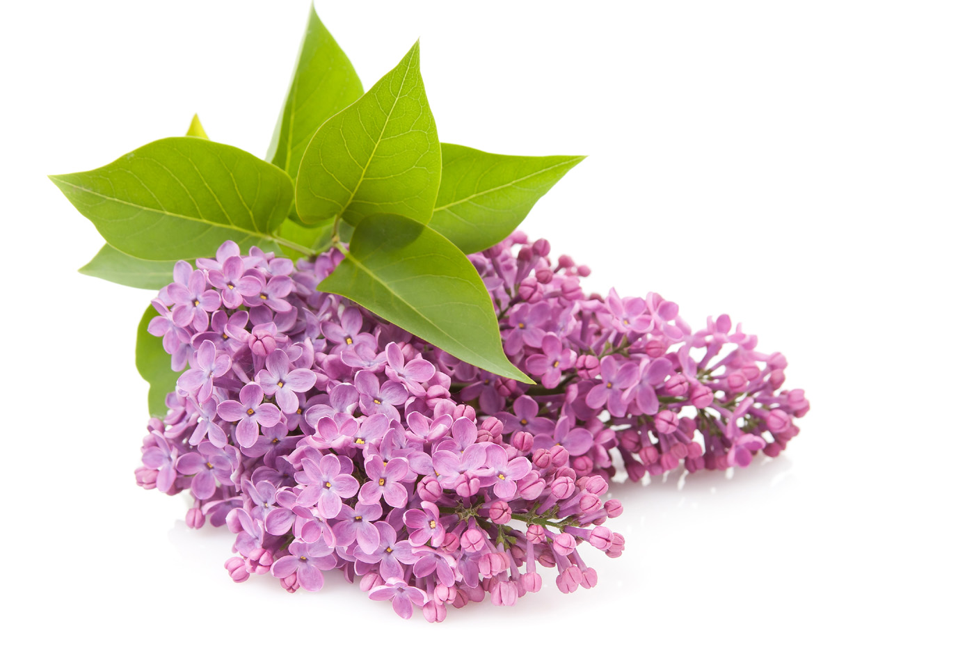 Flowers Purple Lilac   Free High Quality Background Pictures