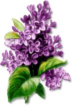 Tags Lilacs Flowers Purple Flowers Did You Know Lilacs Are A Symbol Of