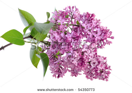 White Lilac Stock Photos Images   Pictures   Shutterstock