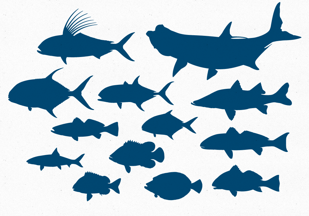 Free Vector File 13 Inshore Game Fish Silhouettes   The Creative