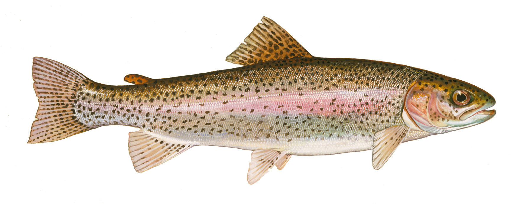 Interactive Image  Photo Of Rainbow Trout  Click For Larger Photo