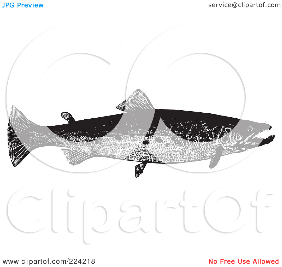 Royalty Free  Rf  Clipart Illustration Of A Black And White Trout Fish