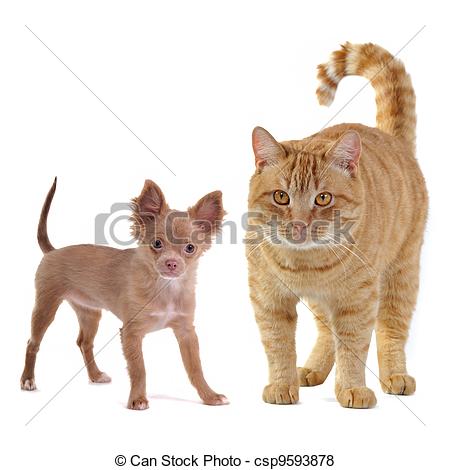 Stock Photo   Small Dog And Big Cat   Stock Image Images Royalty