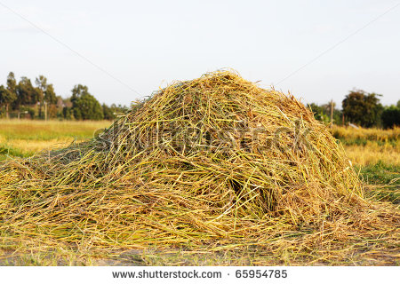 Hay Pile Clipart Pile Of Rice Hay   Stock Photo