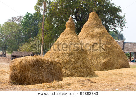 Pile Of Hay Straw Rice Stock Photo 99893243   Shutterstock