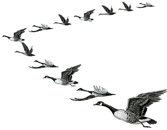Notice How Canadian Geese Gather Together And Begin To Fly South In