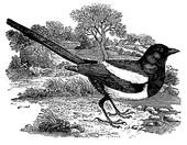 Bird Magpie The Magpie Has A Legendary Reputation As A Thief Of