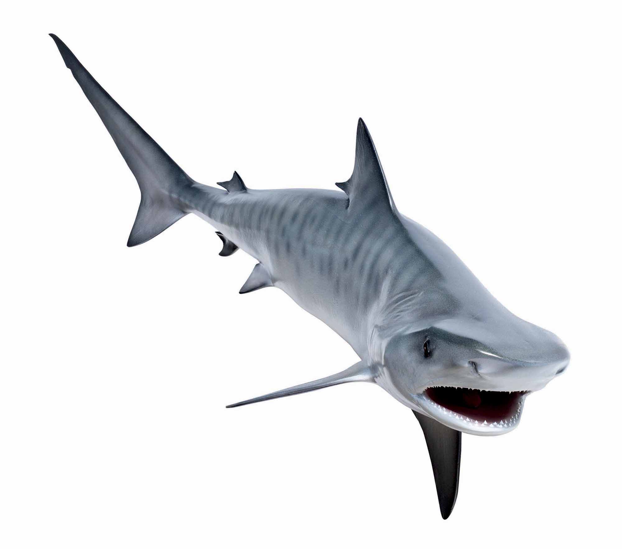 Displaying 14  Images For   Tiger Sharks Clipart