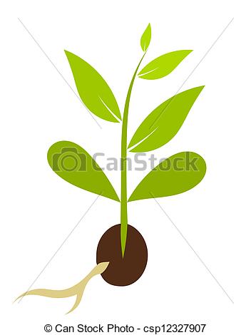Little Plant Growing From Seed   Plant Morphology  Vector Illustration