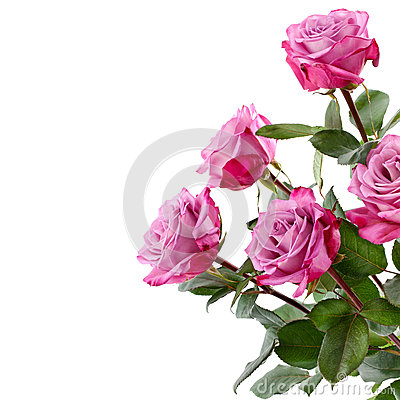 Roses Bouquet On A White Background