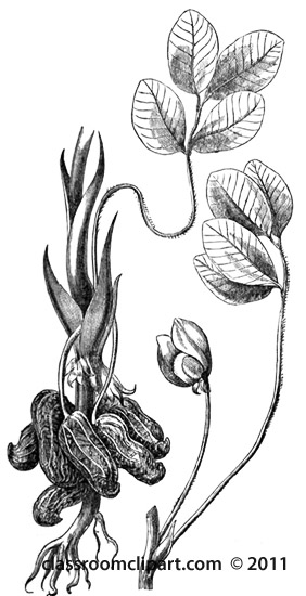 Black And White   Peanut Plant Illustration   Classroom Clipart