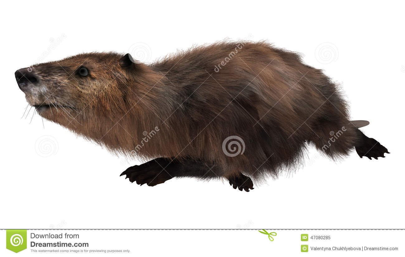 3d Digital Render Of A Cute Swimming Beaver Isolated On White