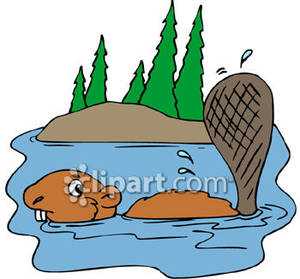 Beaver Swimming In A River   Royalty Free Clipart Picture