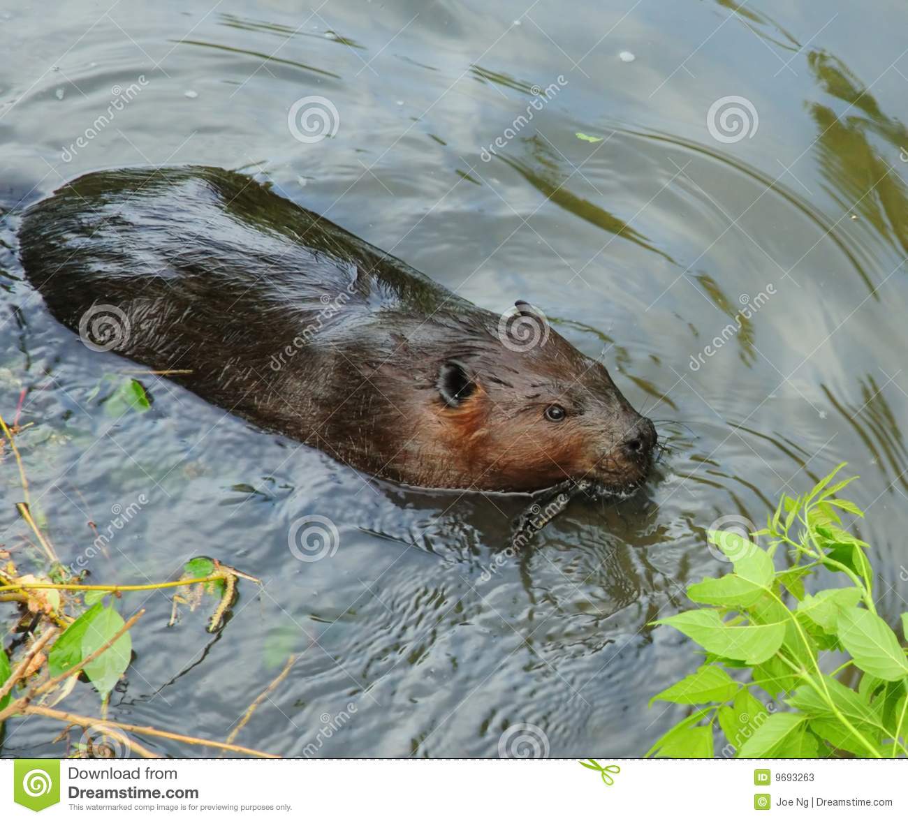 Beaver Swimming In Water Stock Photos   Image  9693263