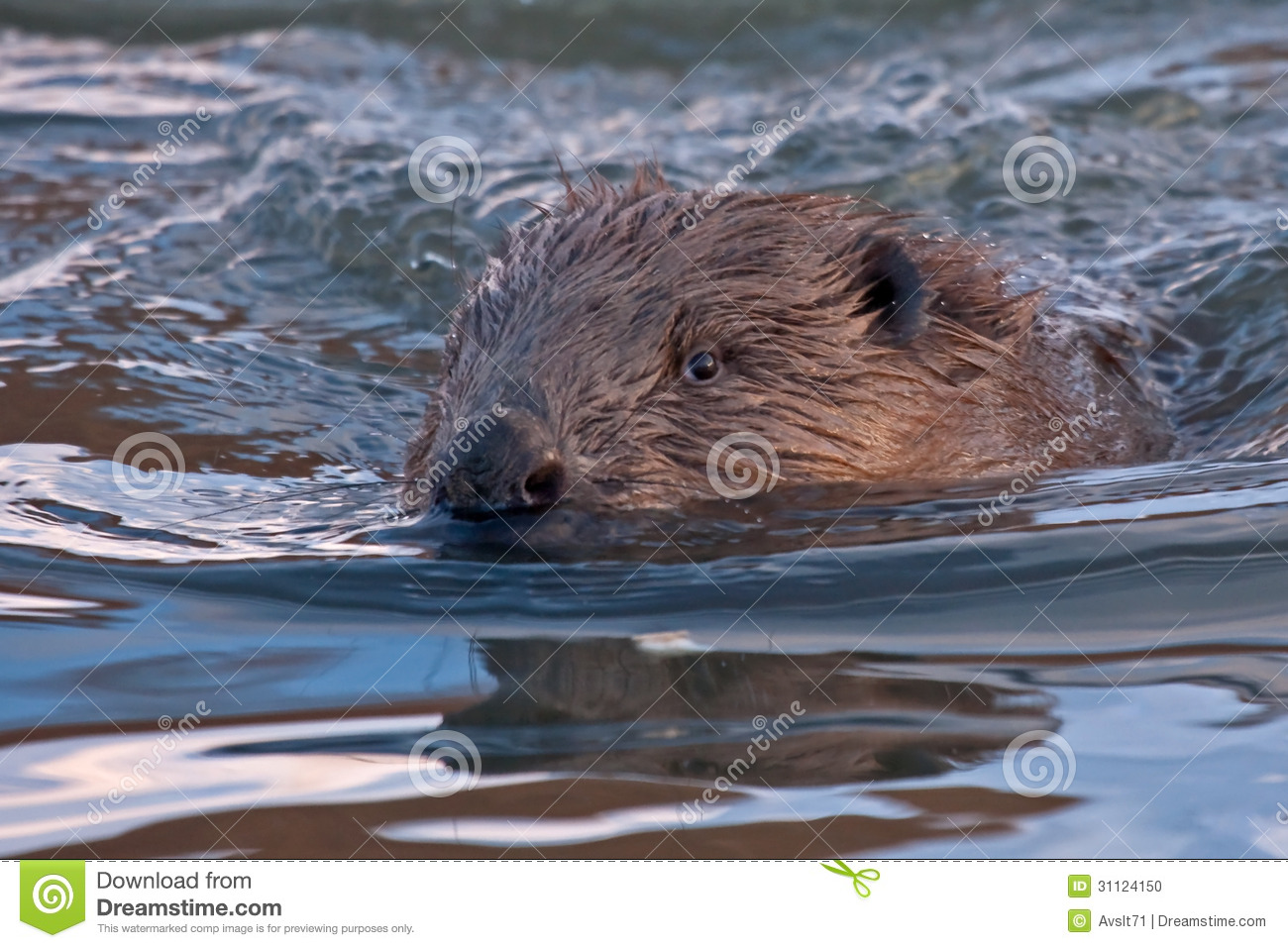 Close Up Of Swimming Beaver Stock Photo   Image  31124150