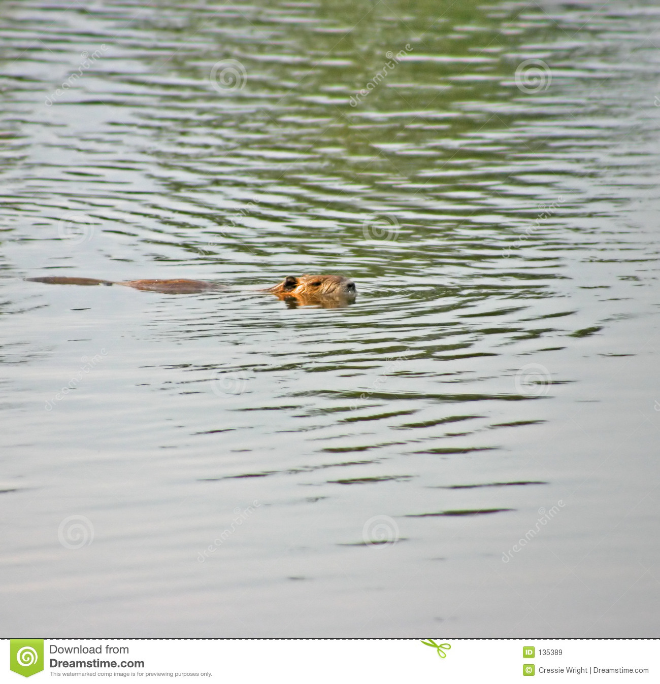 Swimming Beaver Royalty Free Stock Images   Image  135389