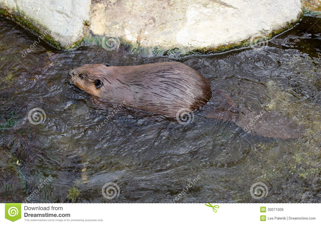 Swimming Beaver Royalty Free Stock Images   Image  30071009
