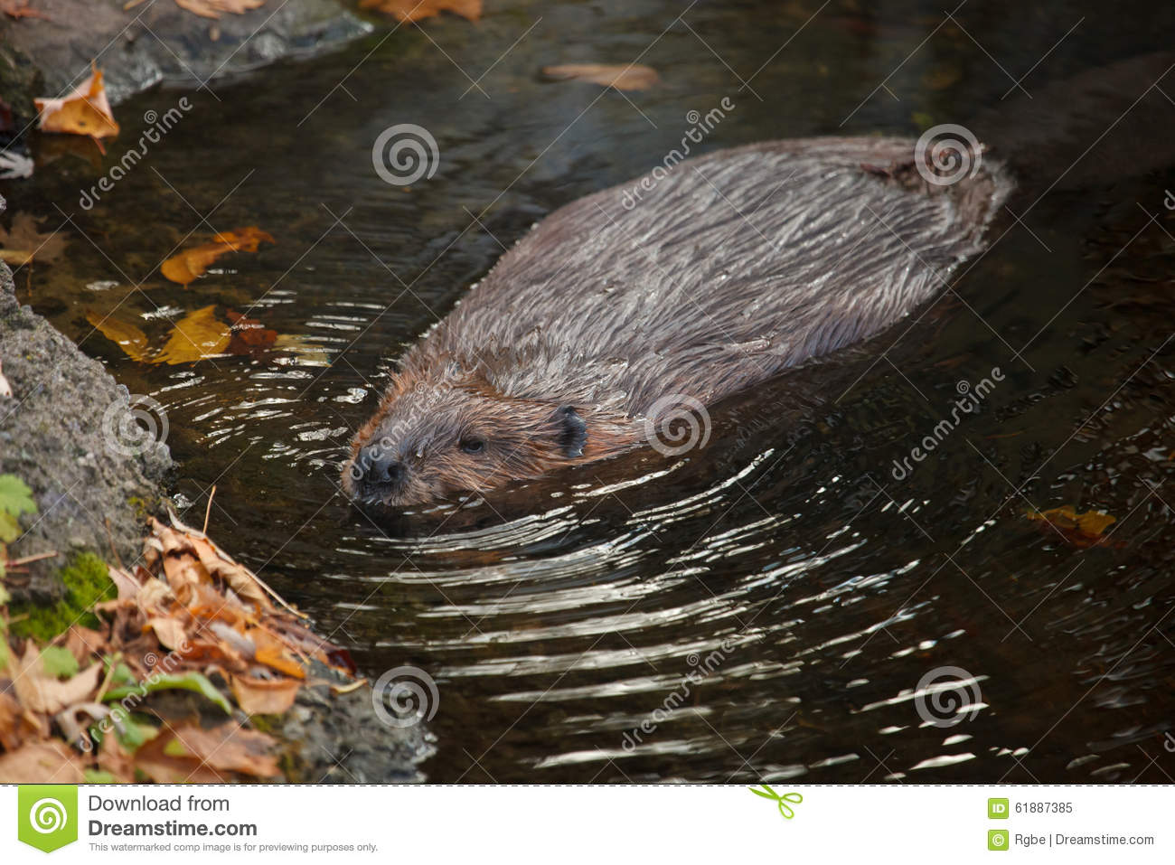 The Male Beaver Is Swimming 