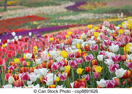 Stock Image Of Spring Flowers Background   Field Of Bright Colorful